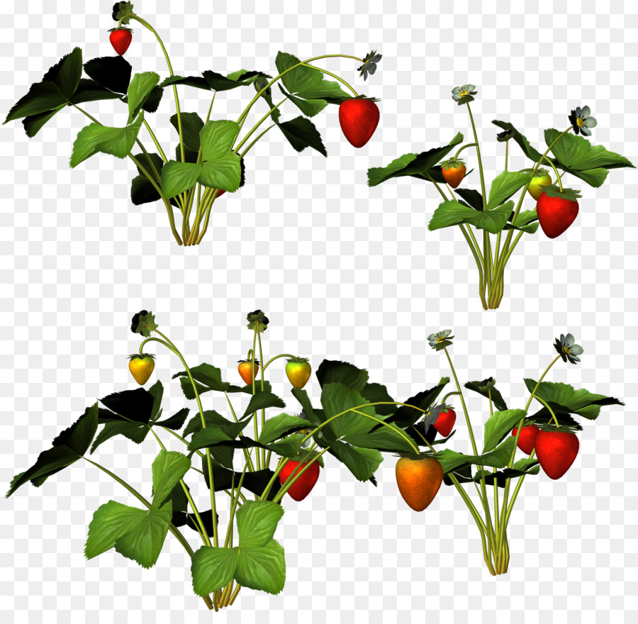 Fraisier，Fruit PNG