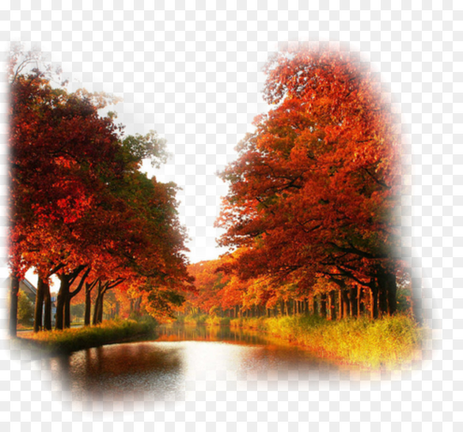 Arbres D'automne，Automne PNG