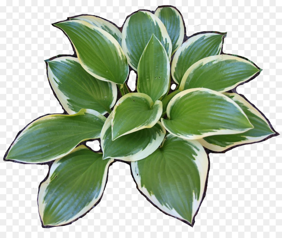 Le Plantain Lys，Plante PNG