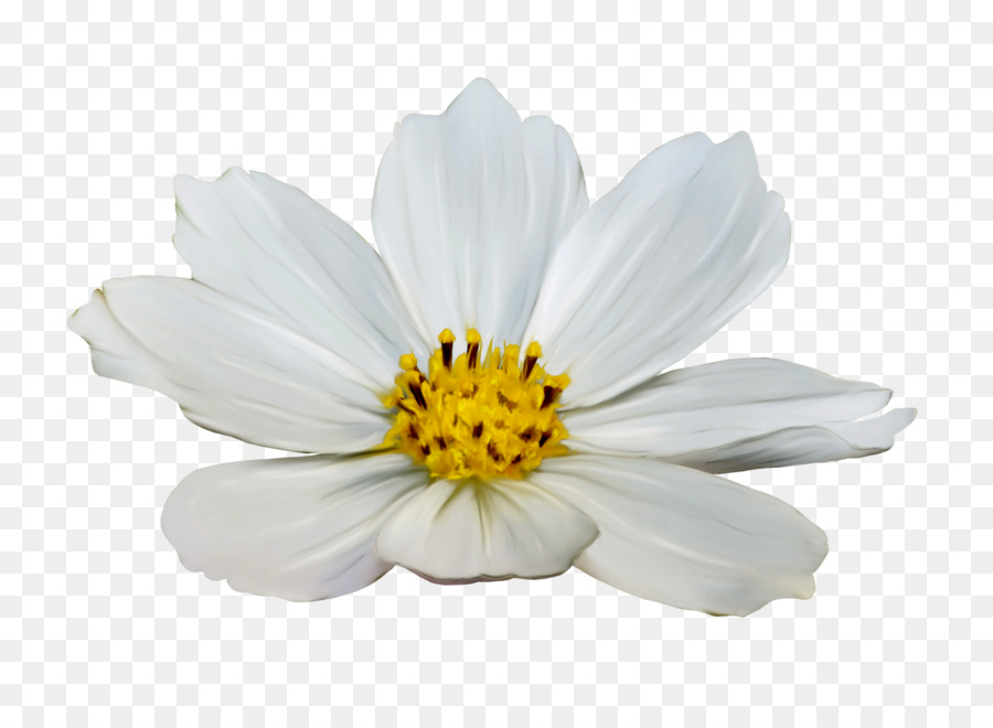 Fleurs Blanches，Fleurir PNG