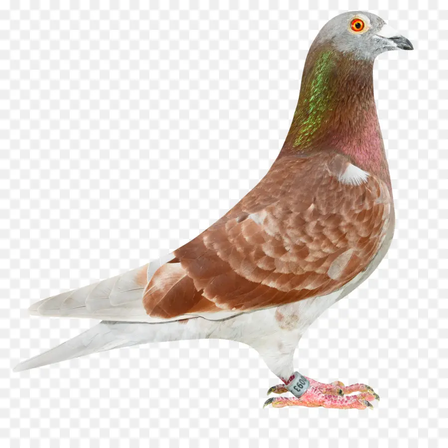 Columbidae，Course Homer PNG