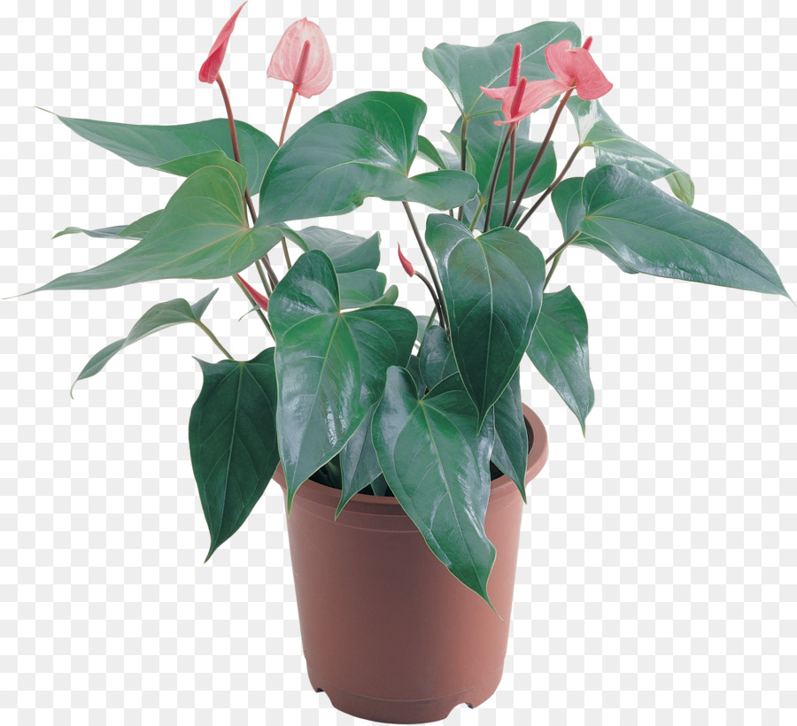 Fleur，Plante D Intérieur PNG