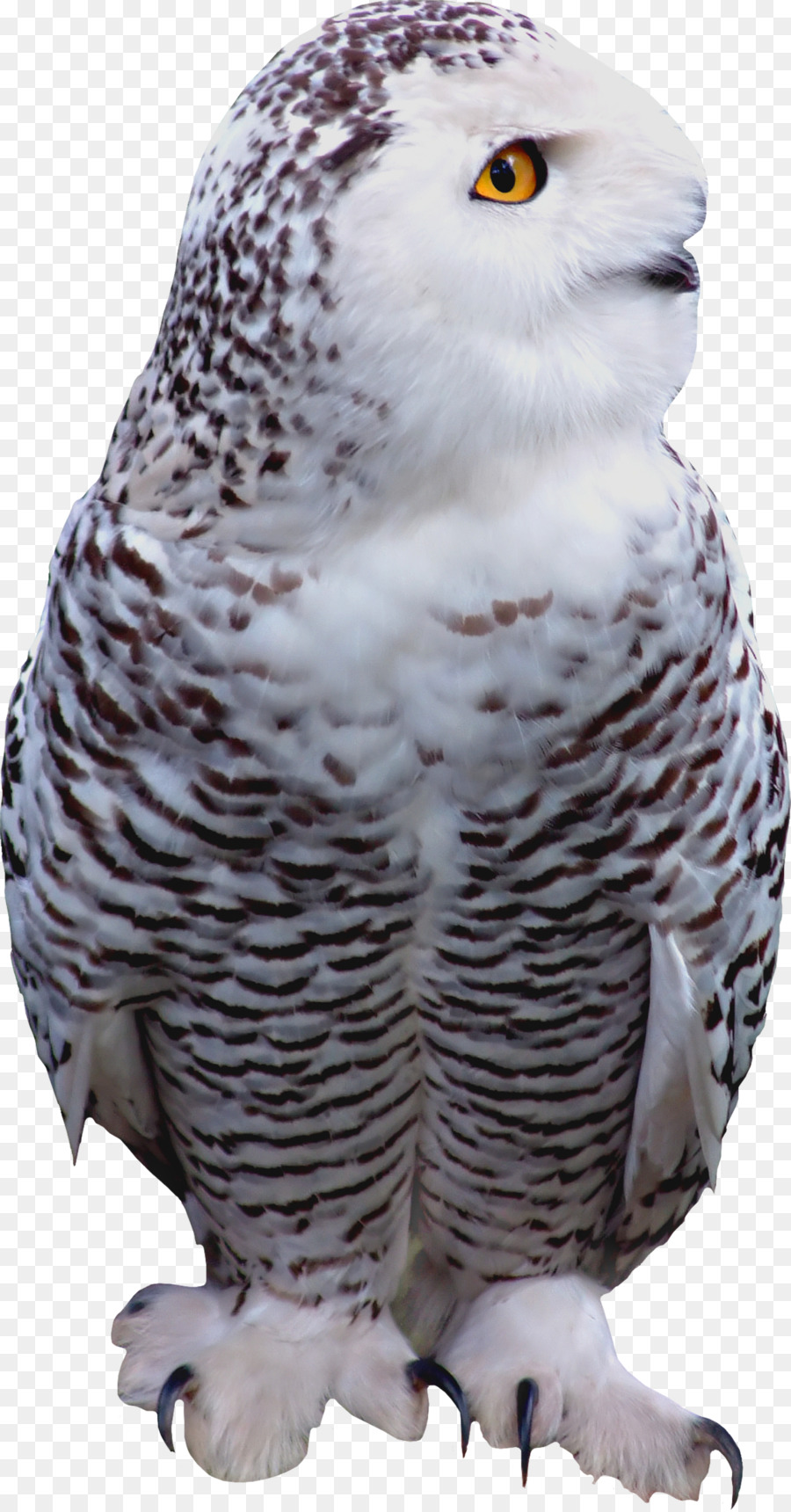 Hibou，Oiseau PNG