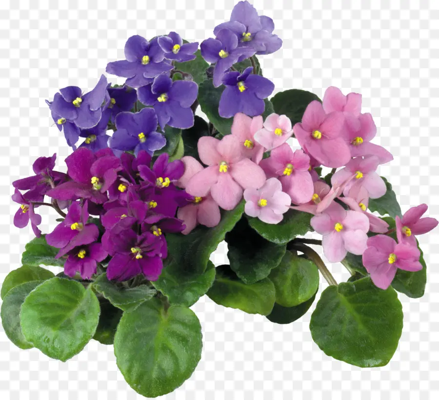 Violet，Violettes Africaines PNG