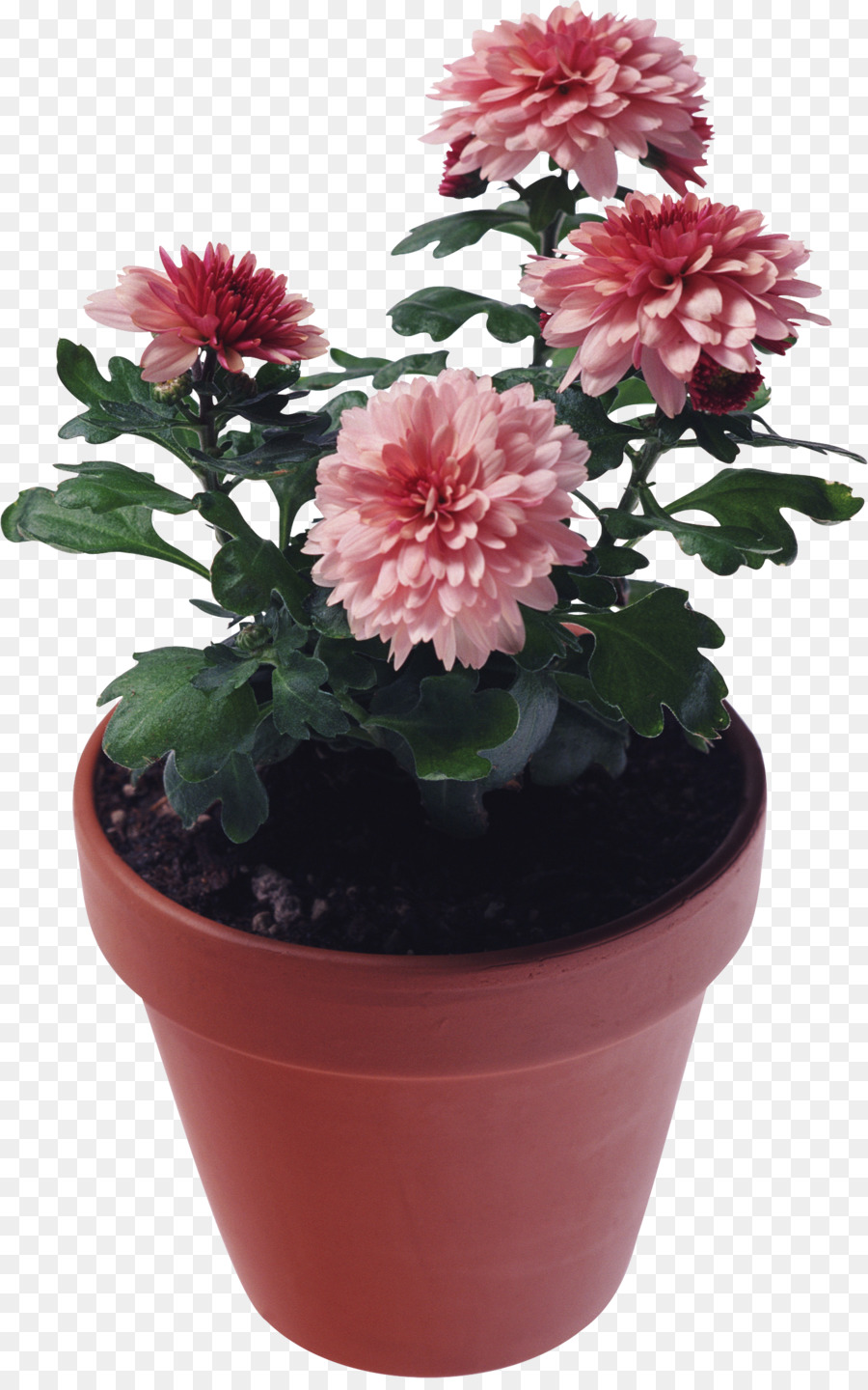 Fleur Rose，Pot PNG