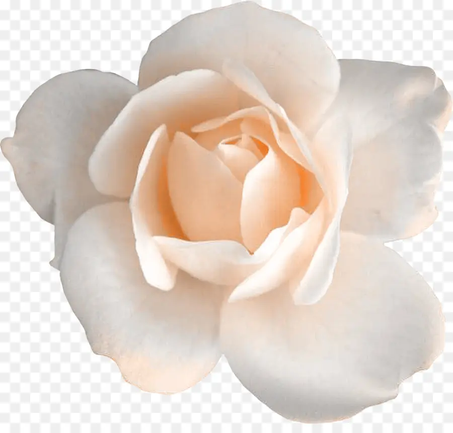 Les Roses De Jardin，Roses Centifolia PNG