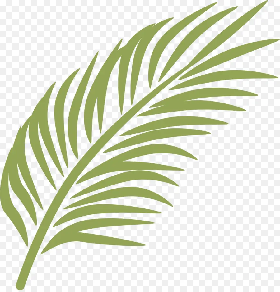 La Branche De Palmier，Dimanche Des Rameaux PNG
