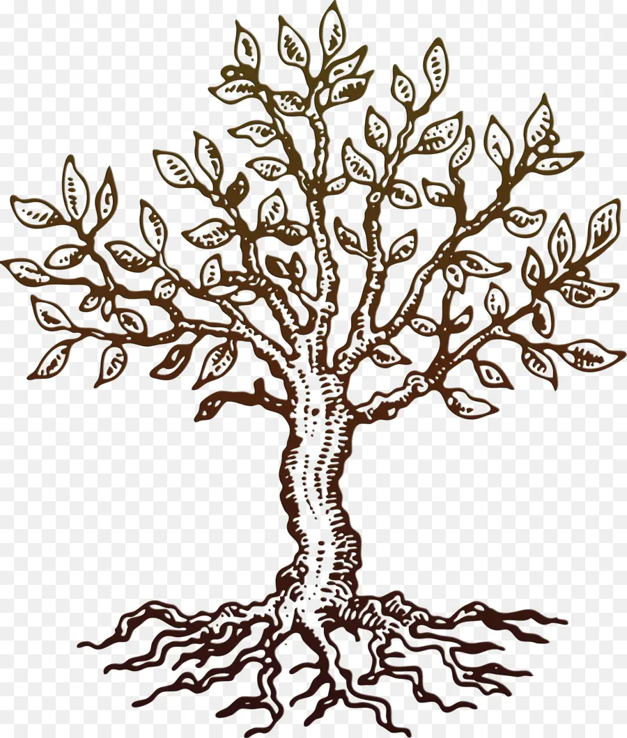 Arbre，Racines PNG