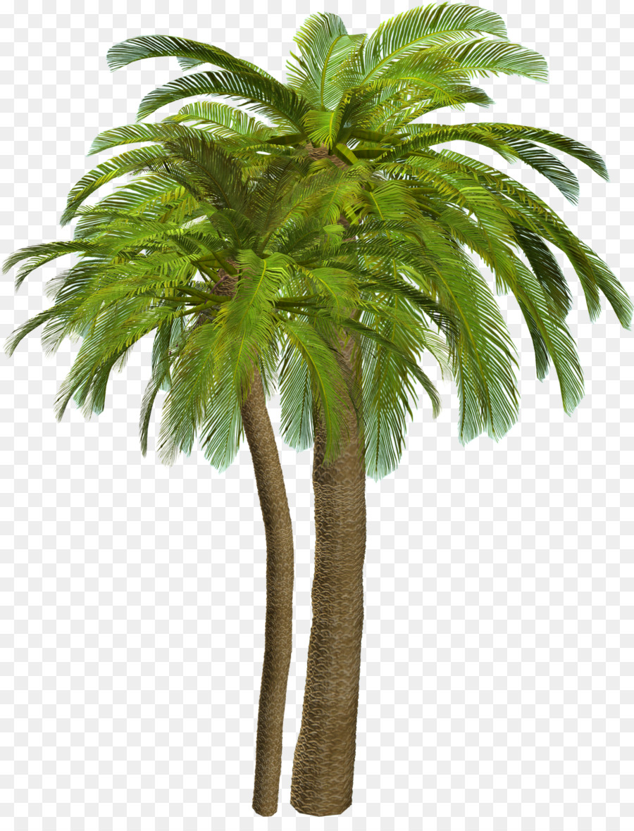 Arecaceae，Paintshop Pro PNG