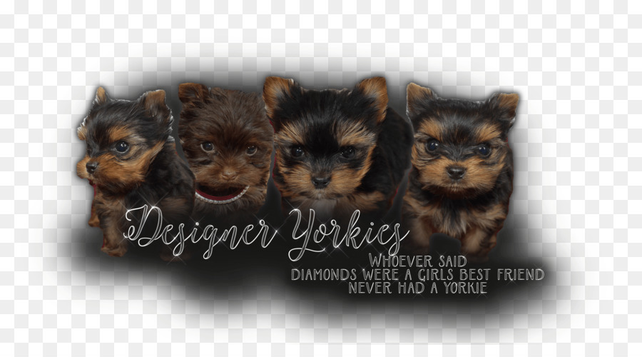 Yorkshire Terrier，Terrier PNG