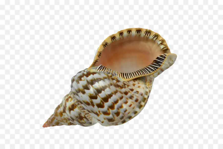 Coquillage，Coque PNG