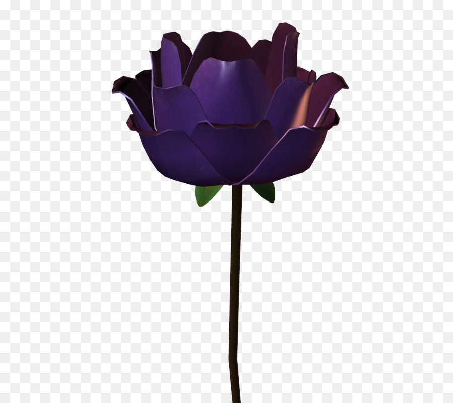 Rose，Floraison PNG