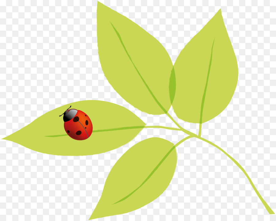 Plante Verte，Feuilles PNG