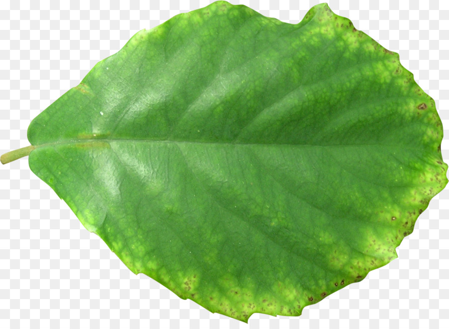 Feuille Verte，Usine PNG