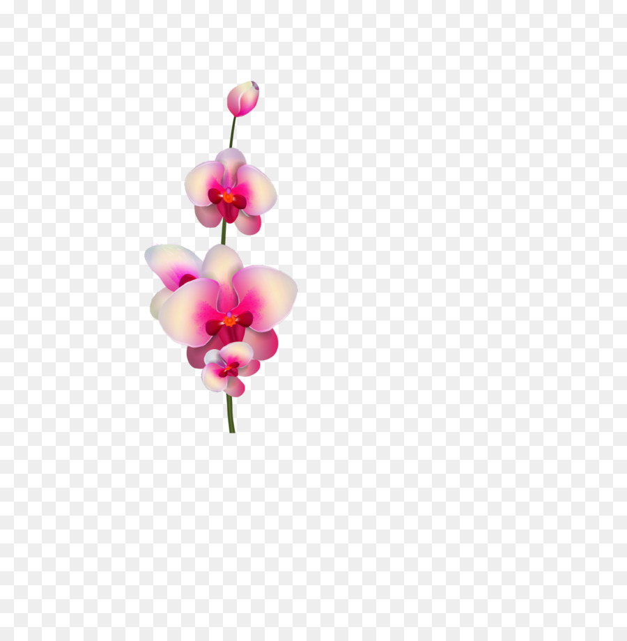 Orchidée Rose Et Blanche，Fleurir PNG