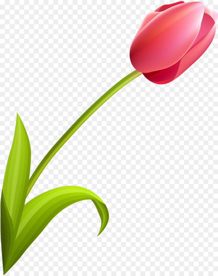 Tulipe，Tige PNG