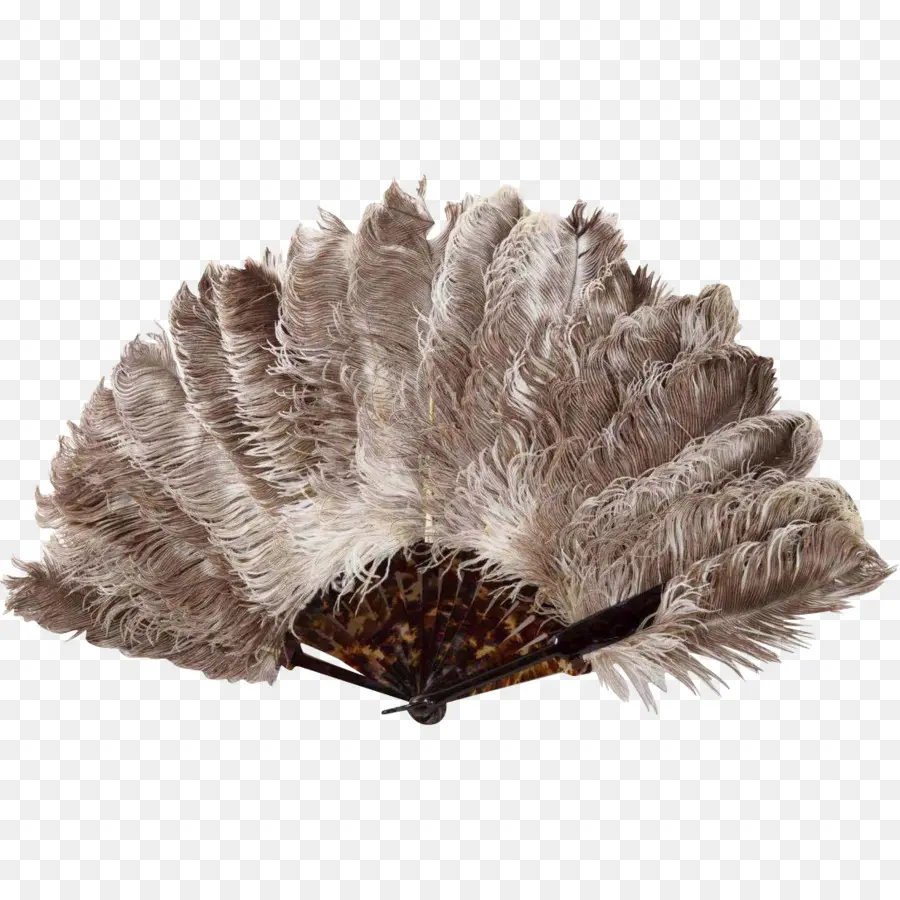 Éventail De Plumes，Ventilateur PNG