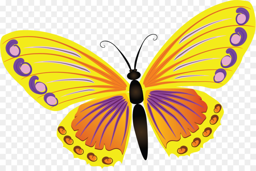 Papillon，La Lumière PNG