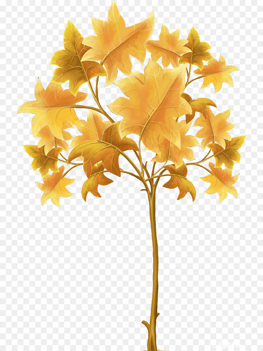 Feuille，Arbre PNG