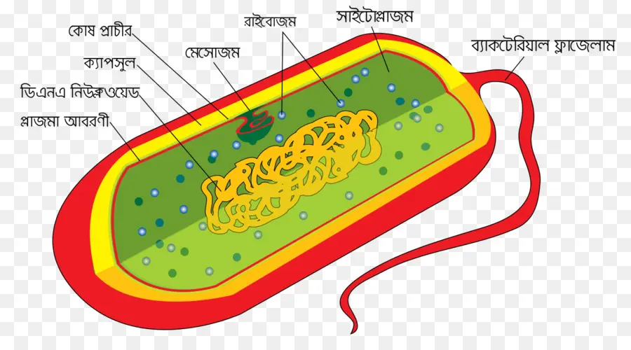 La Structure De La Cellule Bactérienne，La Cellule PNG