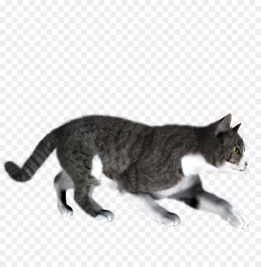 Chat Qui Marche，Gris PNG