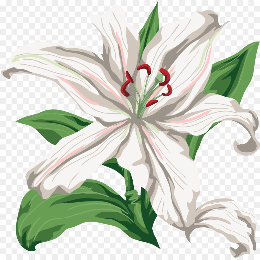 Lys Blanc，Feuilles Vertes PNG