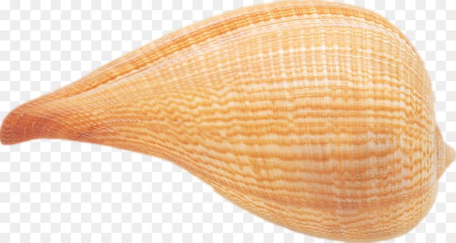 Mer，étoile PNG