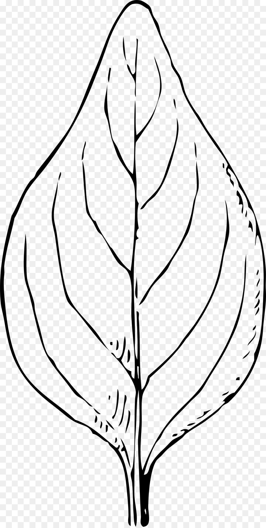 Dessin De Feuille，Contour PNG