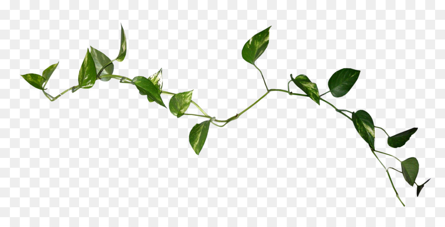 Vigne Verte，Feuilles PNG