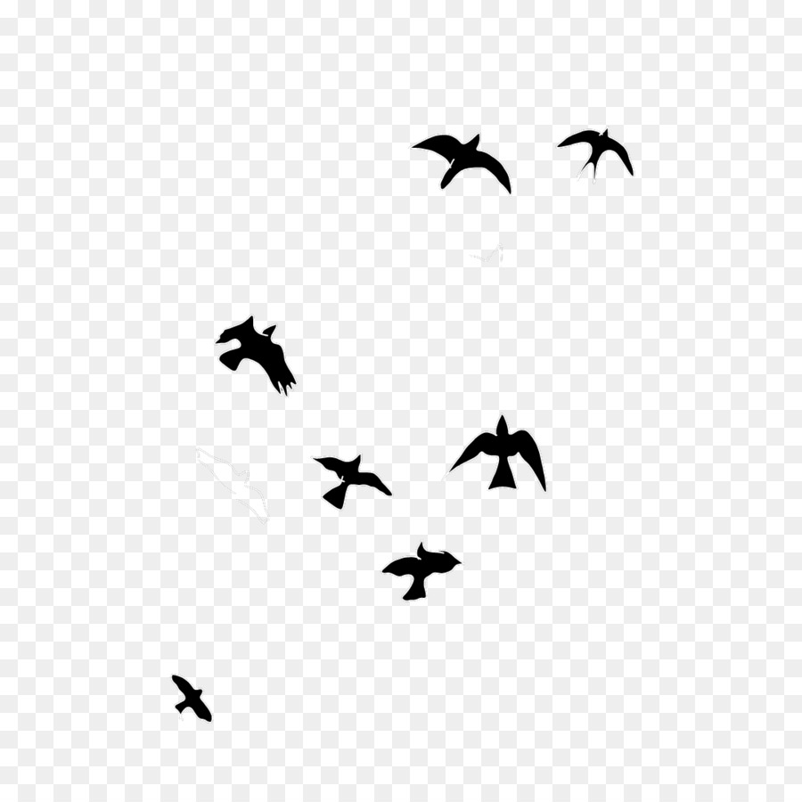 Oiseaux，Vol PNG