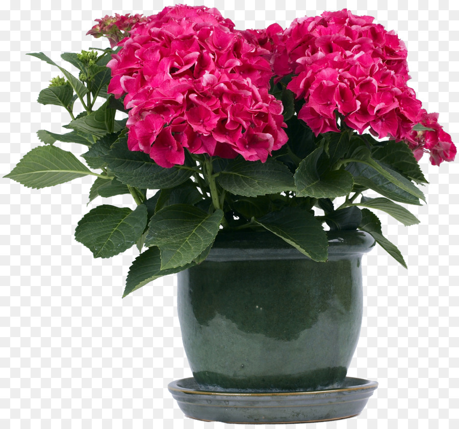 Fleurs Roses，Pot PNG