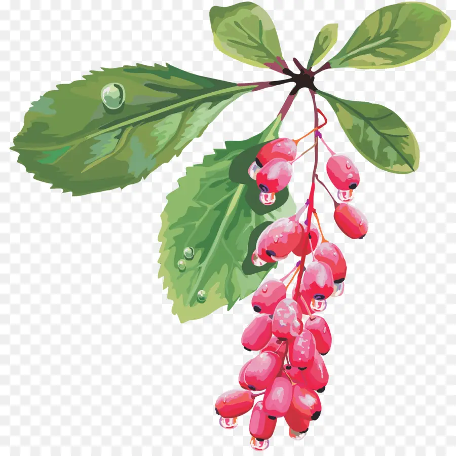 Berry，Fruits PNG