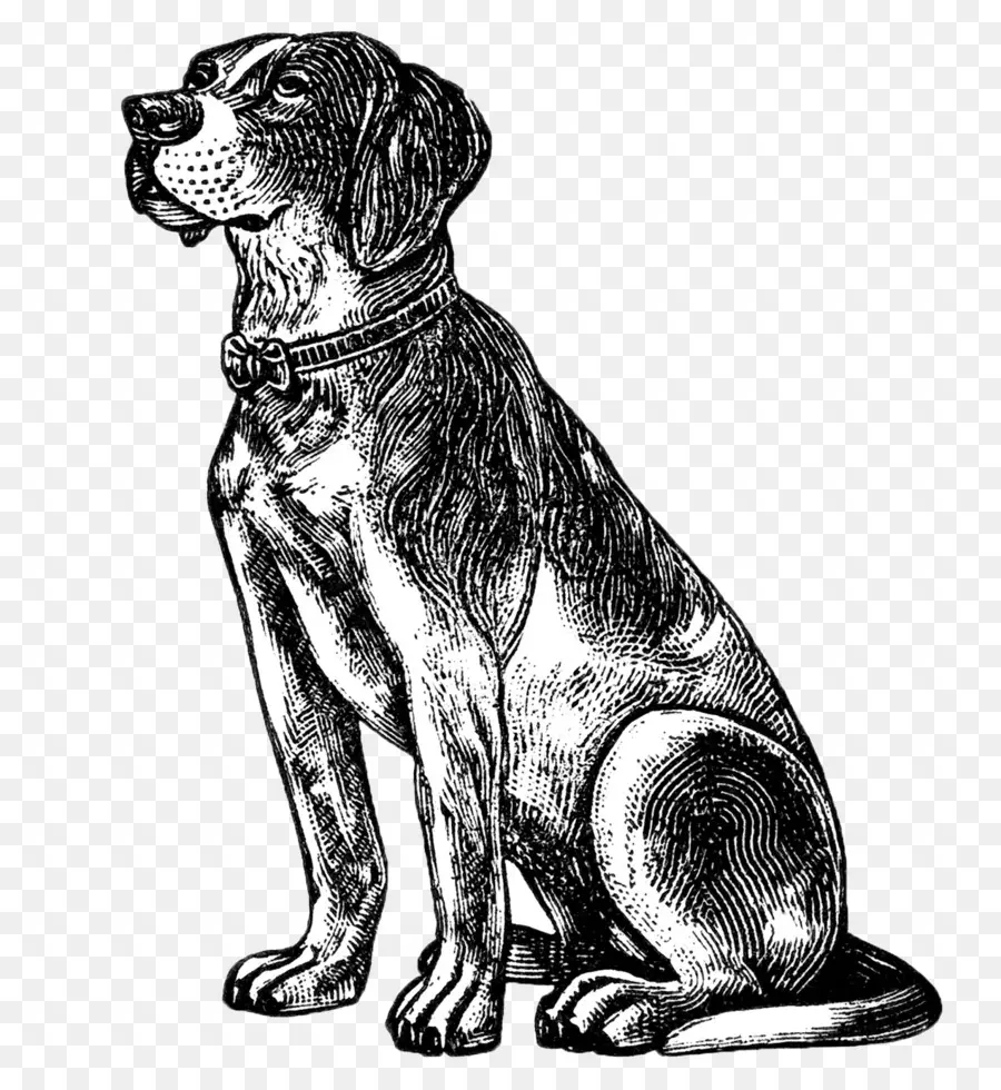 Illustration De Chien Vintage，Animal PNG