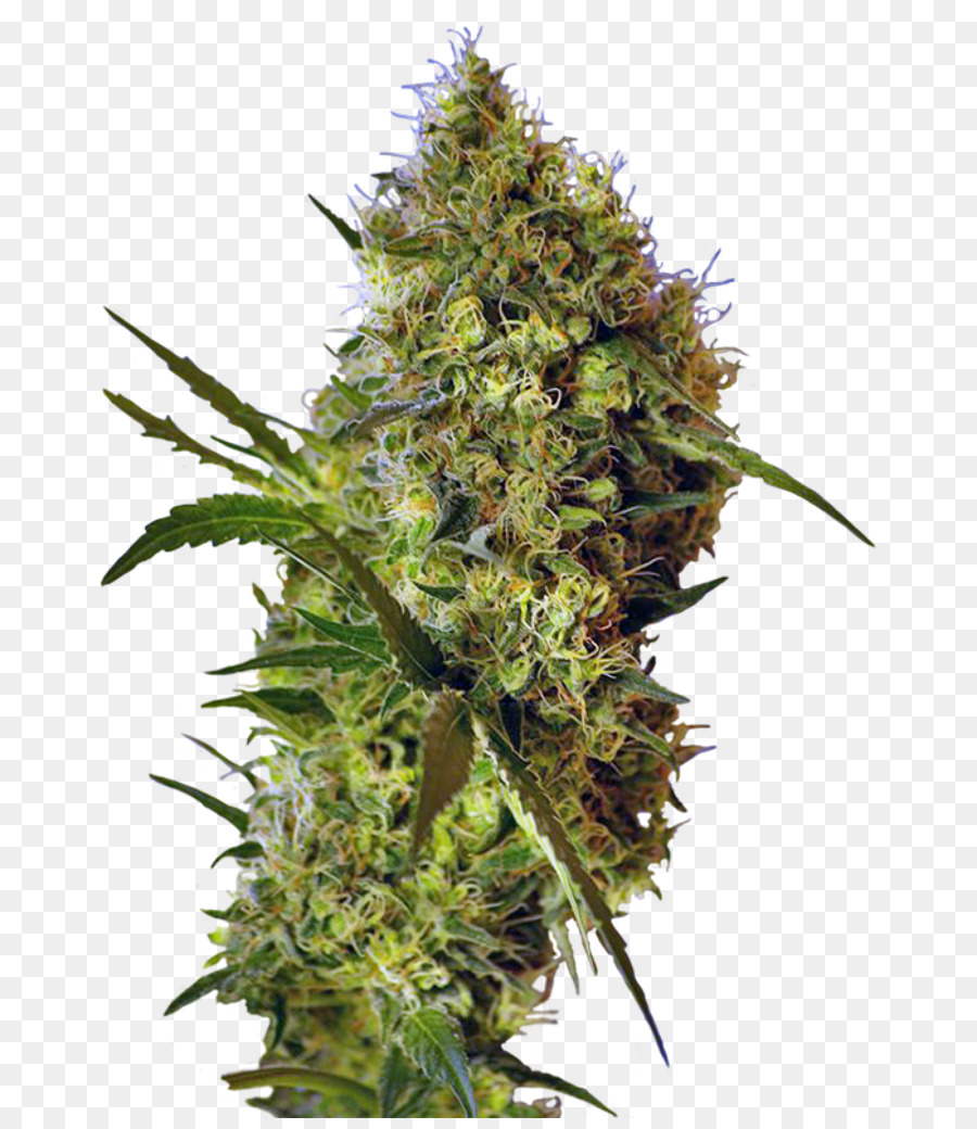 Plante De Cannabis，Marijuana PNG