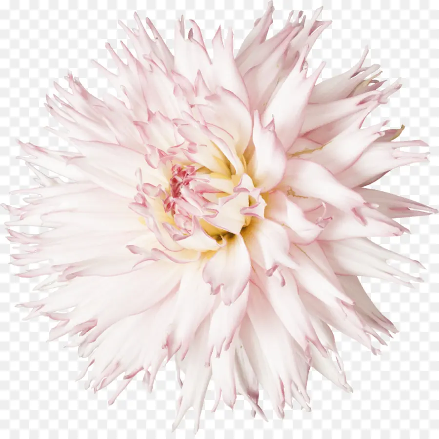 Fleur，Dahlia PNG