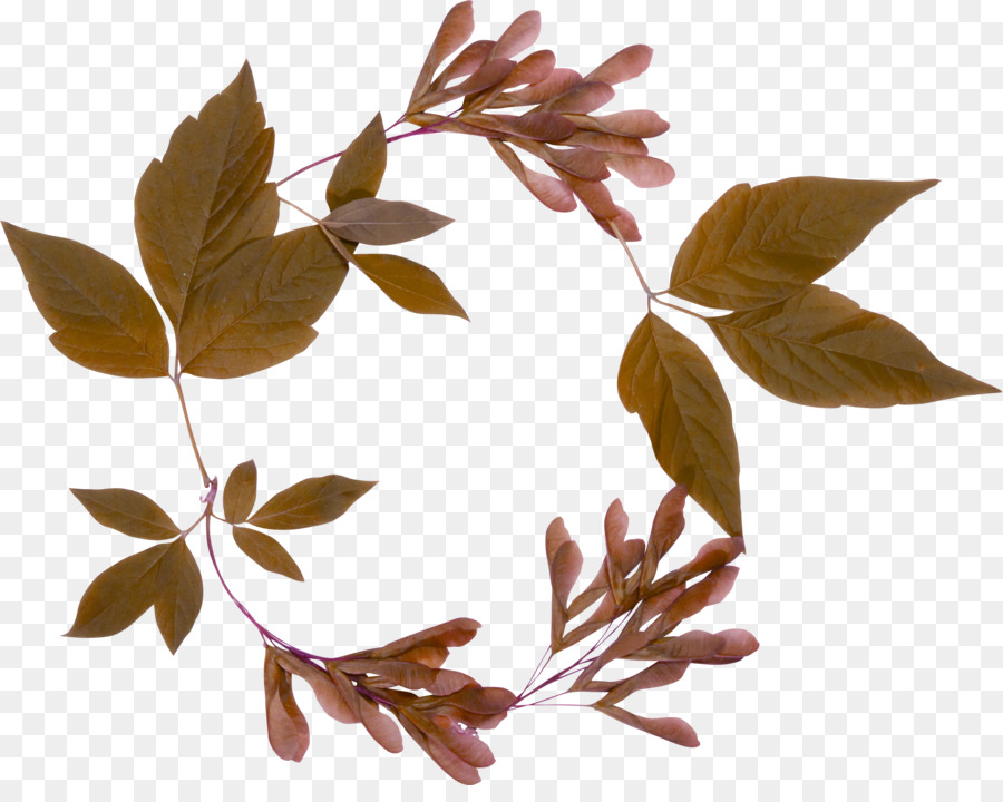 Feuilles Brunes，Feuillage PNG