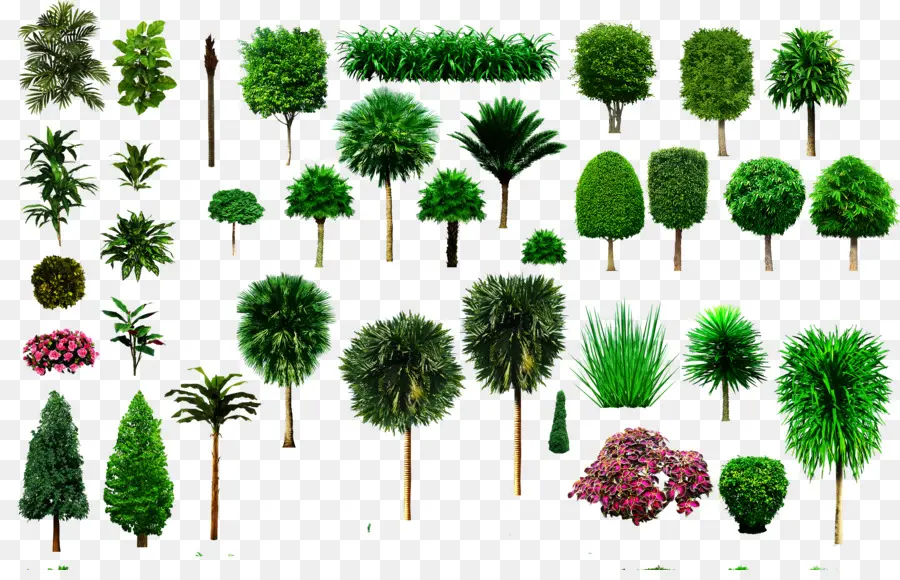 Arbres Et Plantes，Arbres PNG