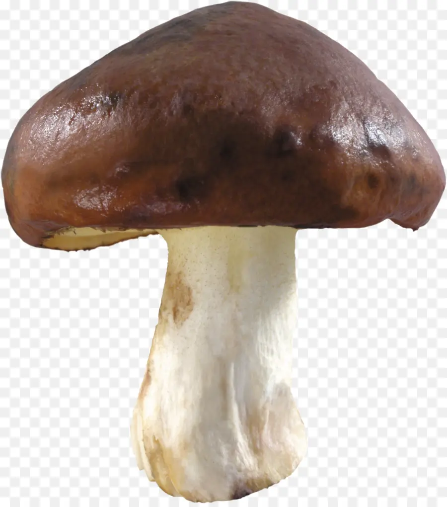 Champignon，Légume PNG