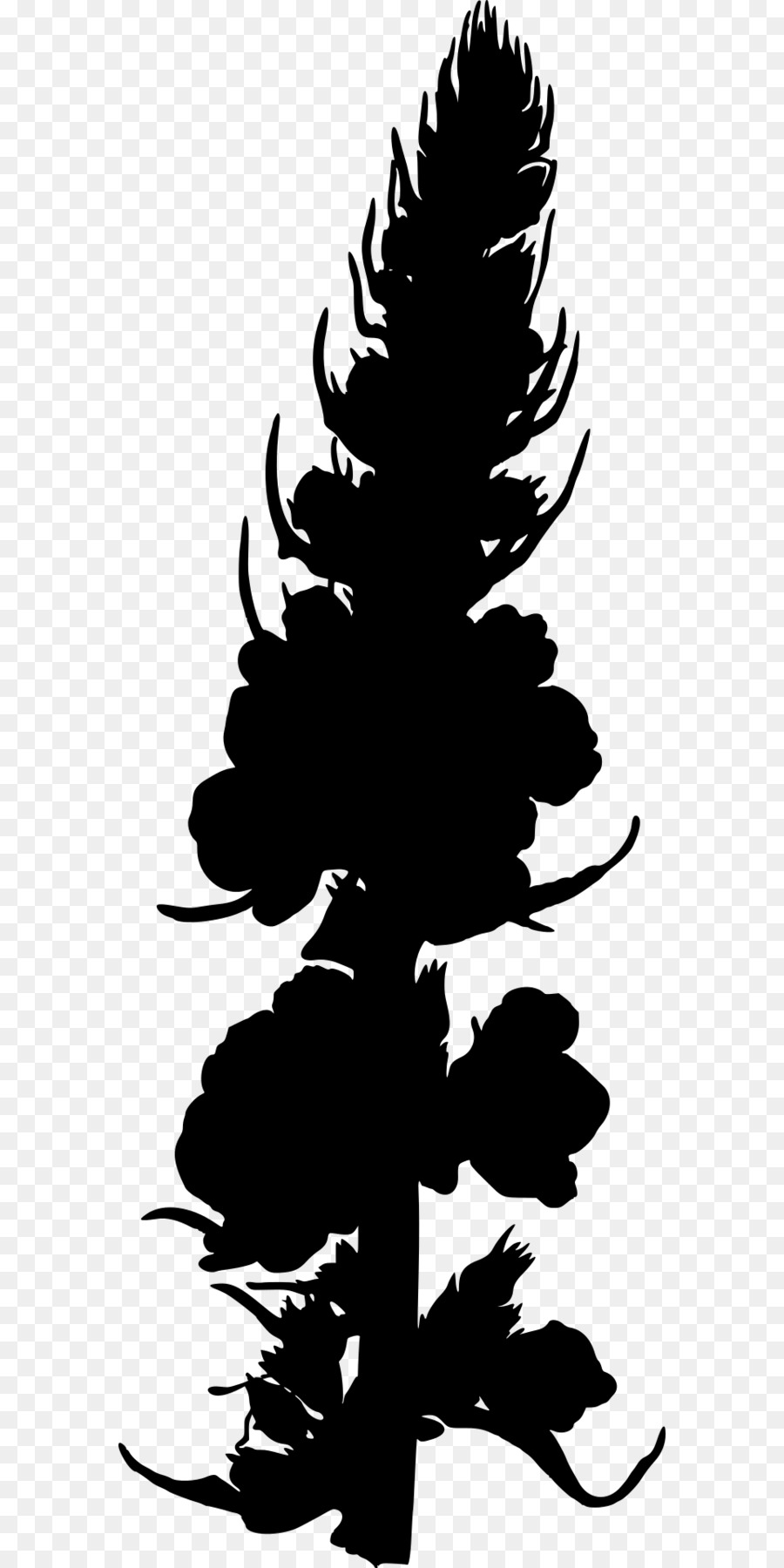 Plante，Verbascum Noir PNG