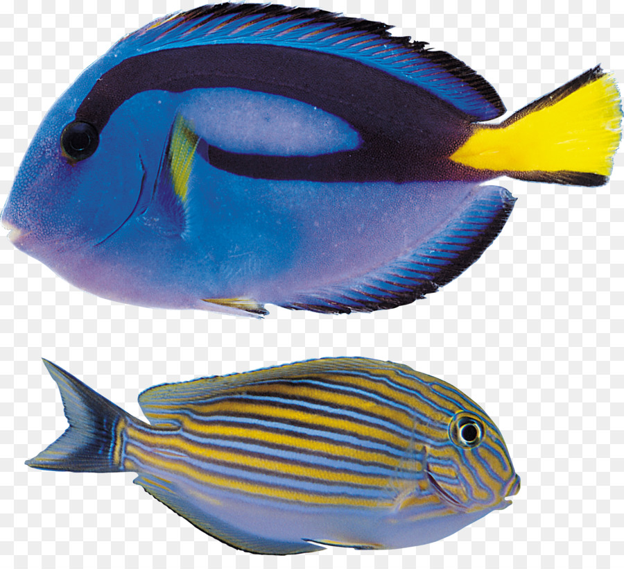 Poisson，Aquatique PNG