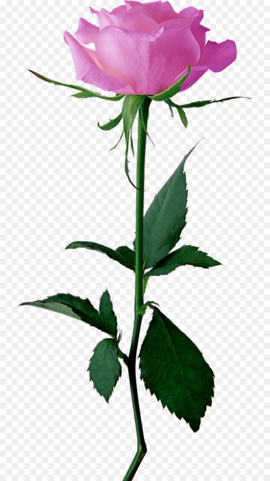 Rose Rose，Floraison PNG