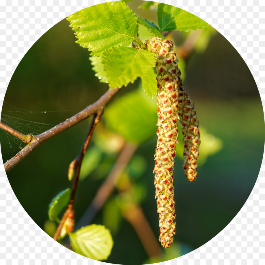 Chatons De Bouleau，Feuilles PNG