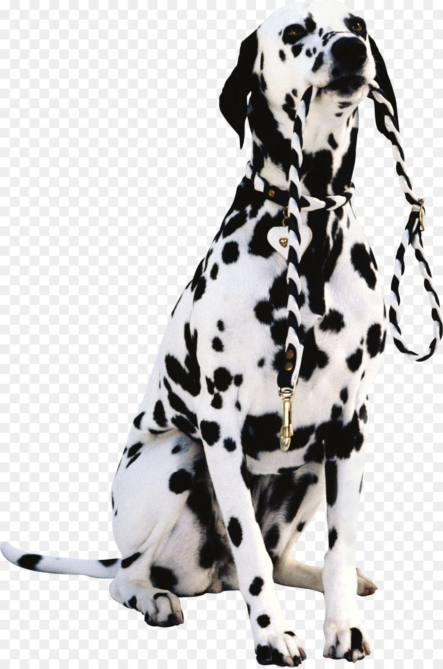 Chien Dalmatien，Taches PNG