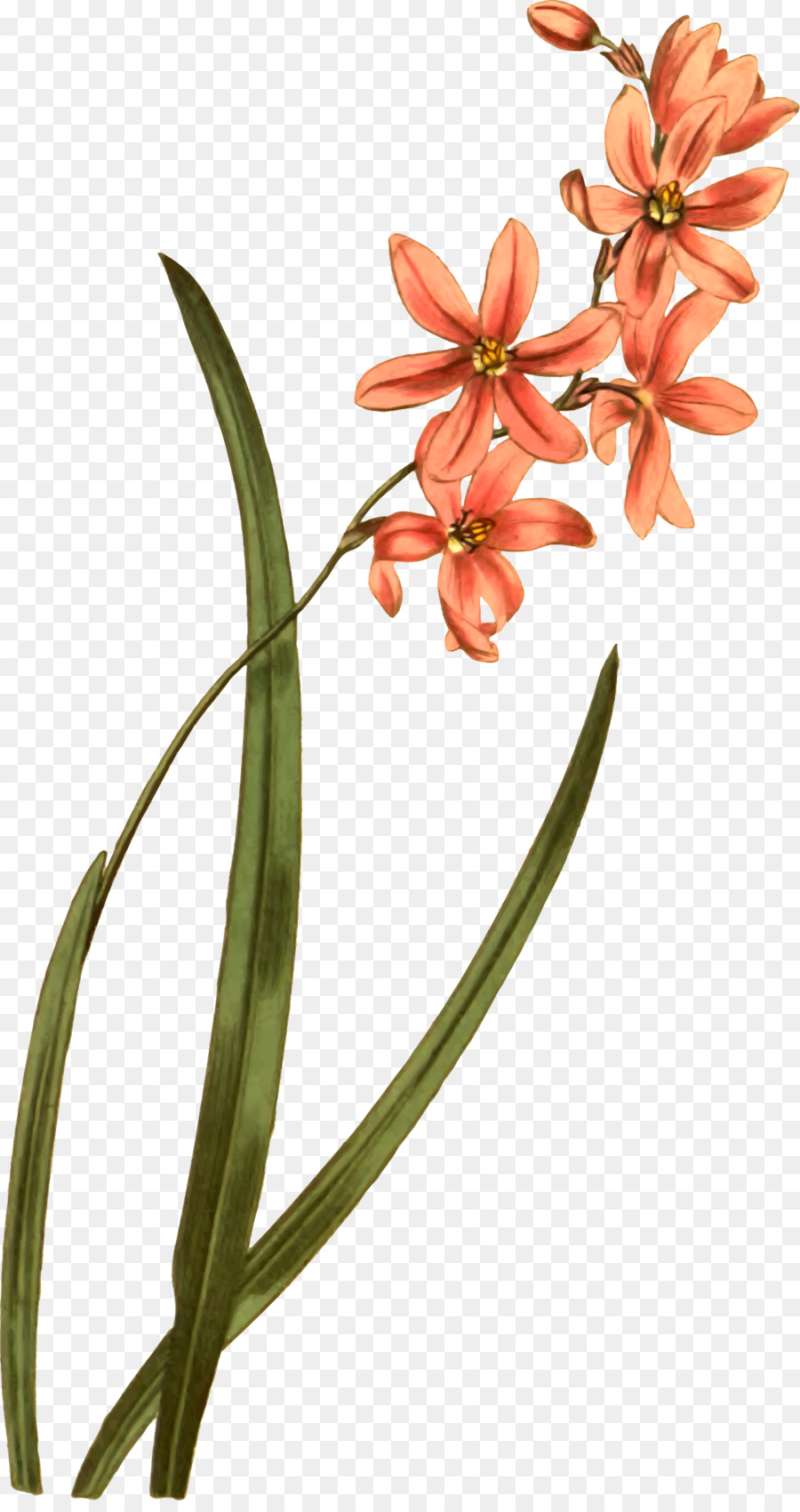 Fleur，Usine PNG