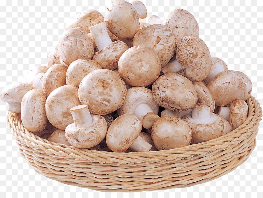 agaricus champignon comestible champignon png agaricus champignon comestible champignon transparentes png gratuit free png