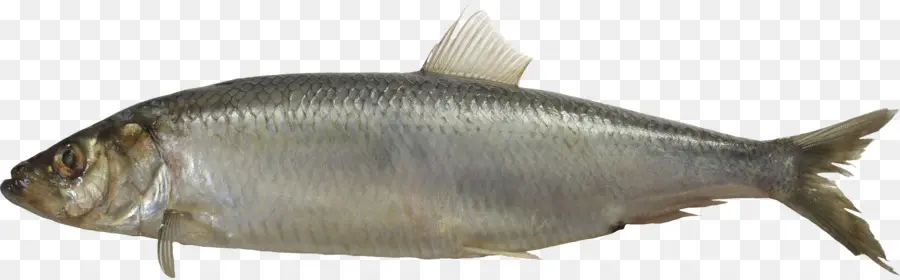 Poisson，Aquatique PNG