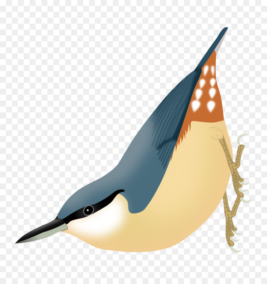 Oiseau，Plumes PNG