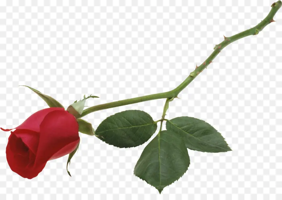 Rose Rouge，Floraison PNG