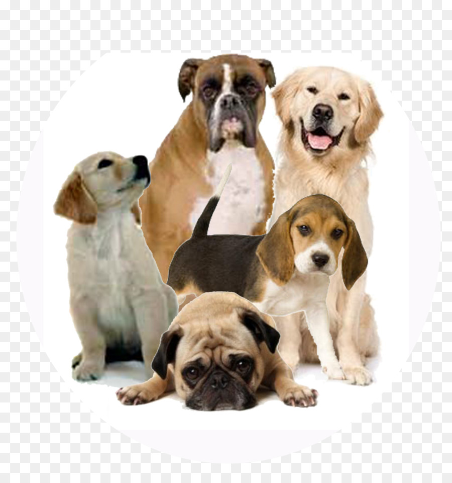 Chiens，Animaux De Compagnie PNG