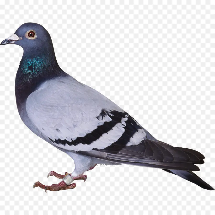 Pigeon，Oiseau PNG